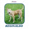Reginaldo
