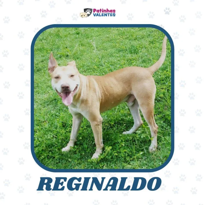 Cachorro ra a SRD-ViraLata idade 4 anos nome Reginaldo