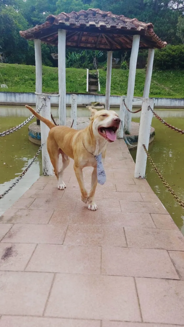 Cachorro ra a SRD-ViraLata idade 4 anos nome Reginaldo