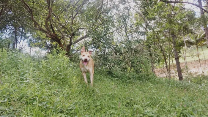 Cachorro ra a SRD-ViraLata idade 4 anos nome Reginaldo