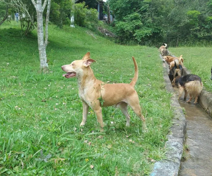 Cachorro ra a SRD-ViraLata idade 4 anos nome Reginaldo