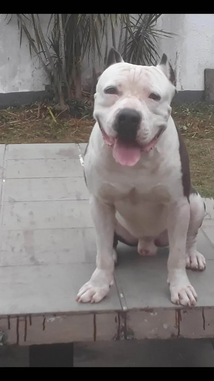 Cachorro ra a American bully idade 3 anos nome Brutus