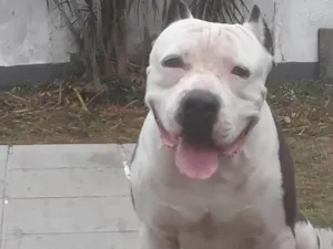 Cachorro raça American bully idade 3 anos nome Brutus