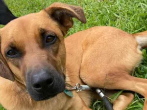 Cachorro raça SRD-ViraLata idade 1 ano nome Dengo- grande amigo para adoção 