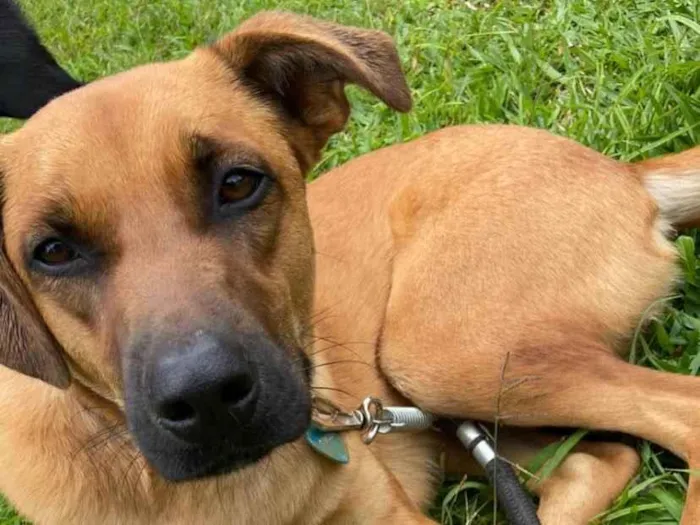 Cachorro ra a SRD-ViraLata idade 1 ano nome Dengo- grande amigo para adoção 