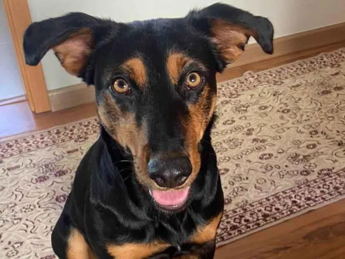 Cachorro ra a SRD-ViraLata idade 1 ano nome Cissa, querida e simpática para adoção 