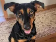 Cissa, querida e simpática para adoção