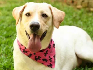 Cachorro raça Labrador idade 2 anos nome Dara