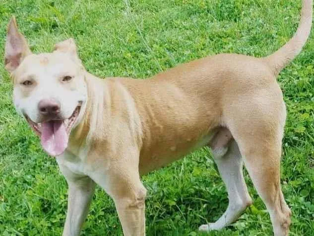 Cachorro ra a SRD-ViraLata idade 4 anos nome Reginaldo