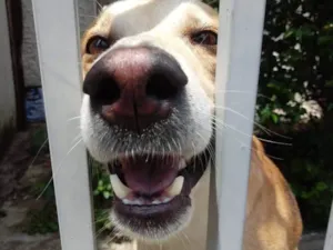 Cachorro raça SRD-ViraLata idade 1 ano nome Trovão bonzinho 