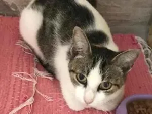 Gato raça SRD-ViraLata idade 7 a 11 meses nome GISELE