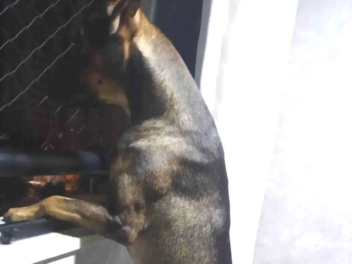 Cachorro raça SRD-ViraLata idade 2 anos nome AGRO
