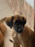 Cachorro 