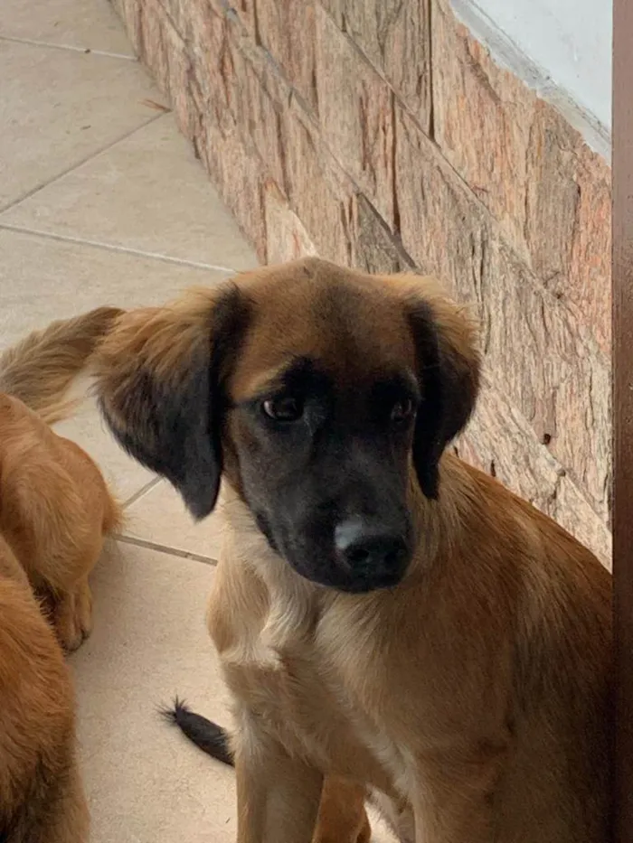 Cachorro ra a SRD-ViraLata idade 7 a 11 meses nome Cachorro 