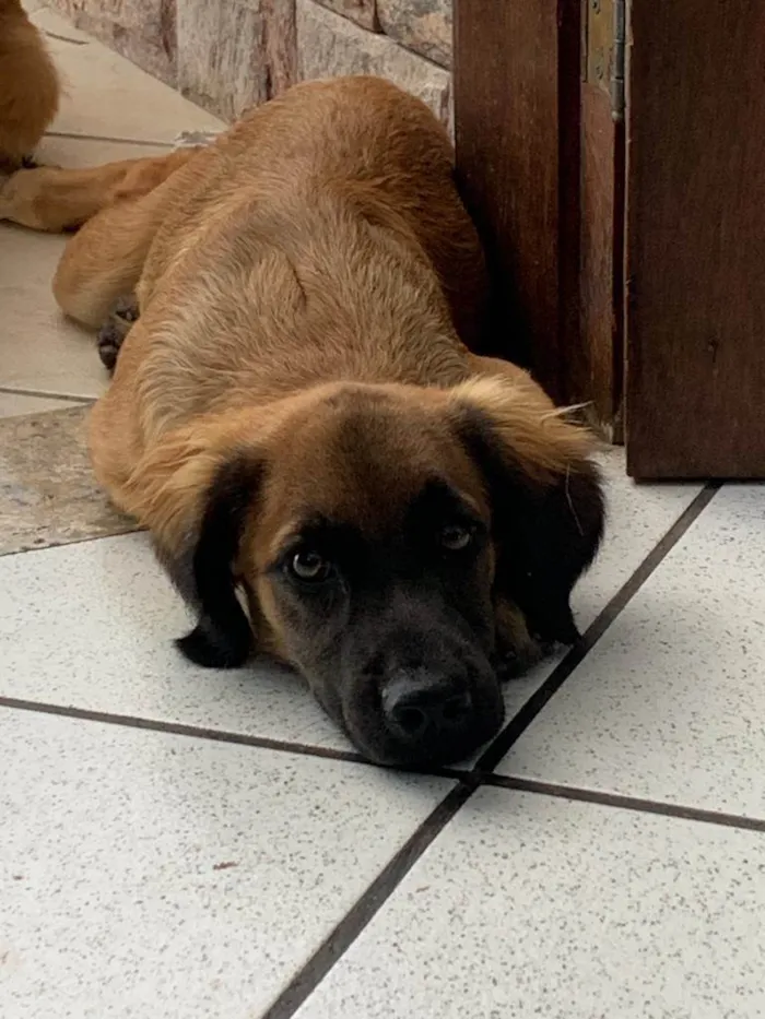 Cachorro ra a SRD-ViraLata idade 7 a 11 meses nome Cachorro 