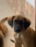 Cachorro 