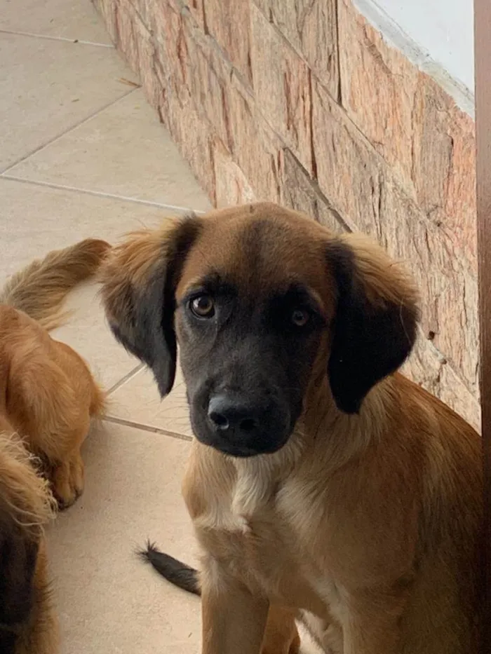 Cachorro ra a SRD-ViraLata idade 7 a 11 meses nome Cachorro 