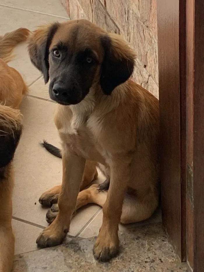 Cachorro ra a SRD-ViraLata idade 7 a 11 meses nome Cachorro 