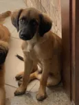 Cachorro