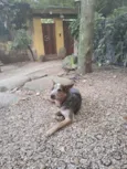 Pawpatroll