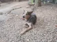 Pawpatroll