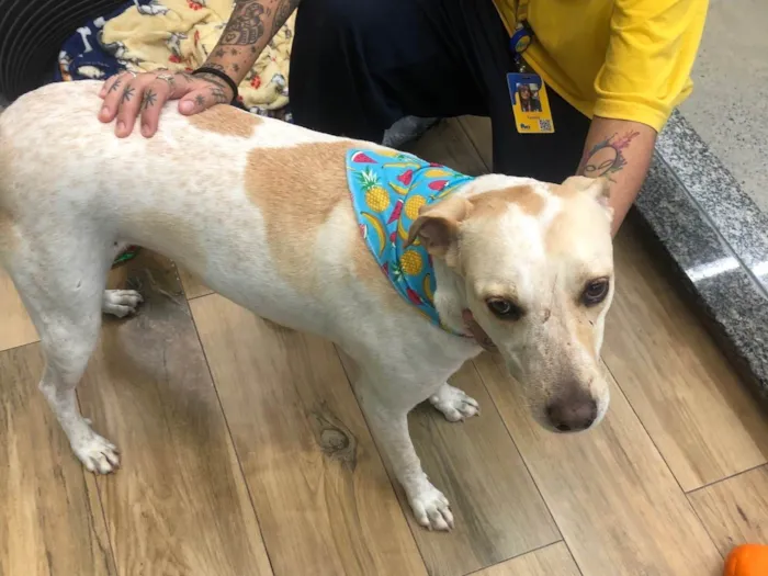 Cachorro raça Srd idade 3 anos nome Laica