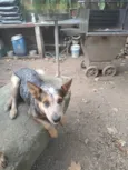 Pawpatroll