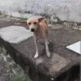 Bethoven 