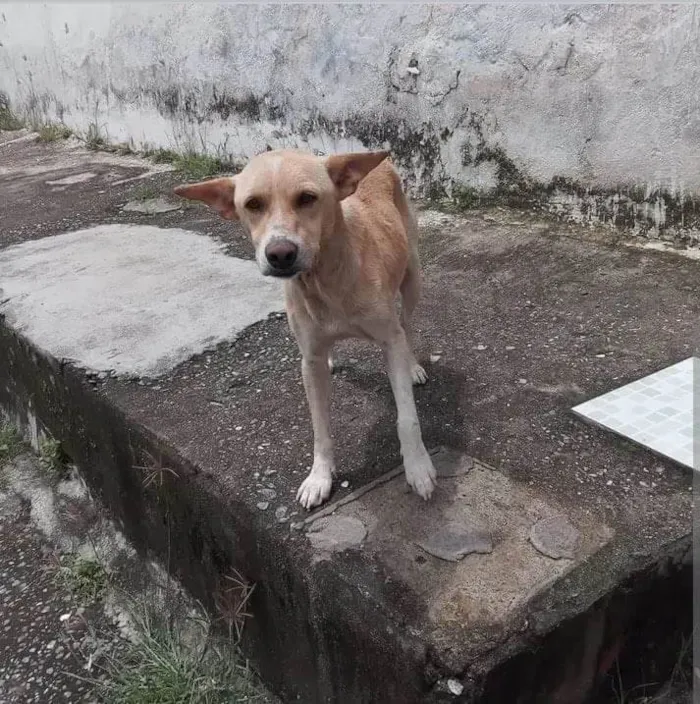 Cachorro ra a SRD-ViraLata idade 2 anos nome Bethoven 
