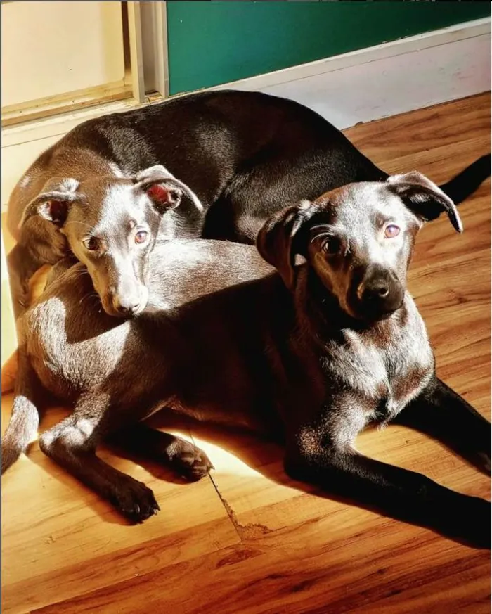 Cachorro ra a SRD-ViraLata idade 1 ano nome Ninna e Mel