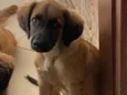 Cachorro 