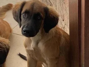 Cachorro raça SRD-ViraLata idade 7 a 11 meses nome Cachorro 