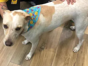 Cachorro raça Srd idade 3 anos nome Laica