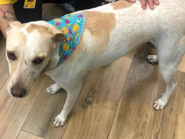 Cachorro raça Srd idade 3 anos nome Laica