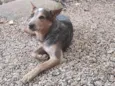 Pawpatroll