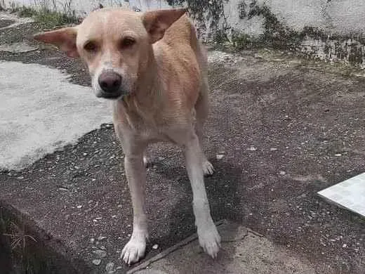 Cachorro ra a SRD-ViraLata idade 2 anos nome Bethoven 