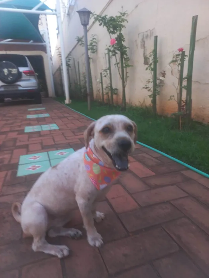 Cachorro ra a SRD-ViraLata idade 2 anos nome Nina