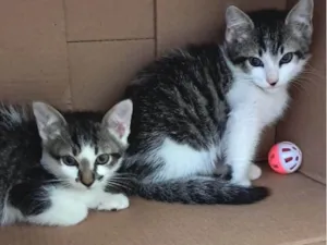 Gato raça Srd idade 2 a 6 meses nome Giovanna e Giovanne