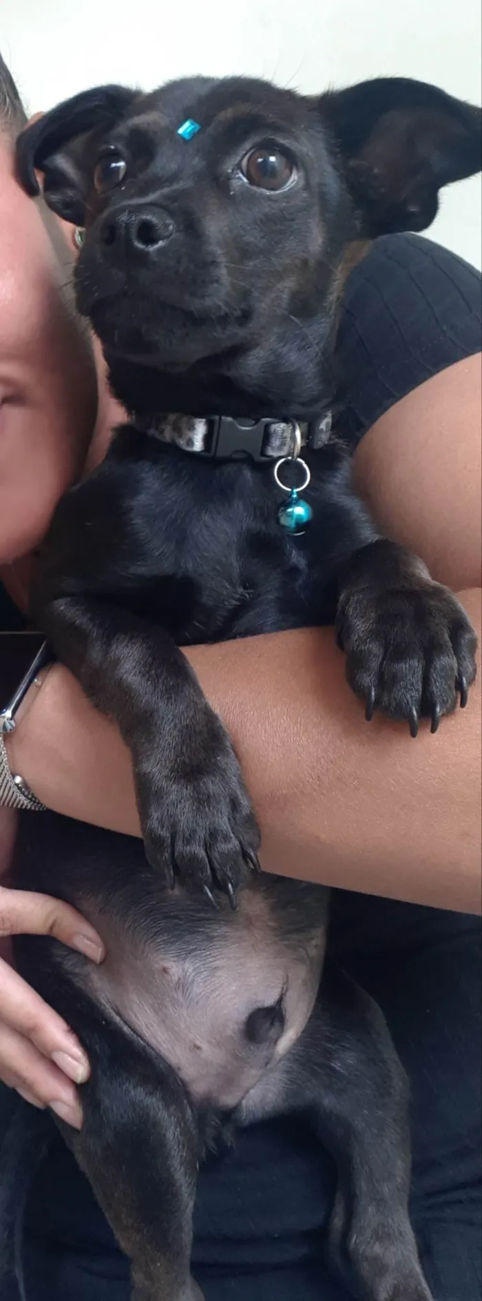 Cachorro raça SRD-ViraLata idade 2 a 6 meses nome Negão 