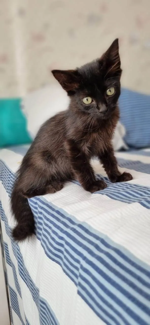 Gato ra a Srd idade 2 a 6 meses nome Dark