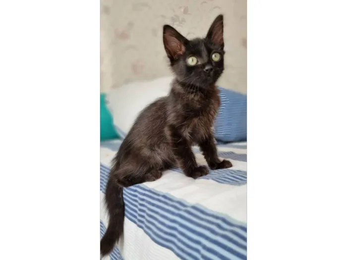 Gato ra a Srd idade 2 a 6 meses nome Dark