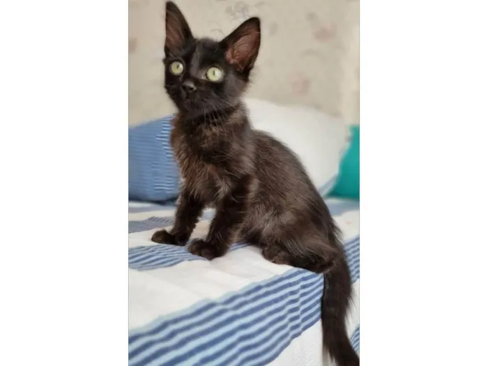 Gato ra a Srd idade 2 a 6 meses nome Dark