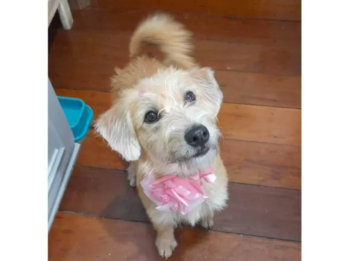 Cachorro ra a Srd idade 1 ano nome Sol 
