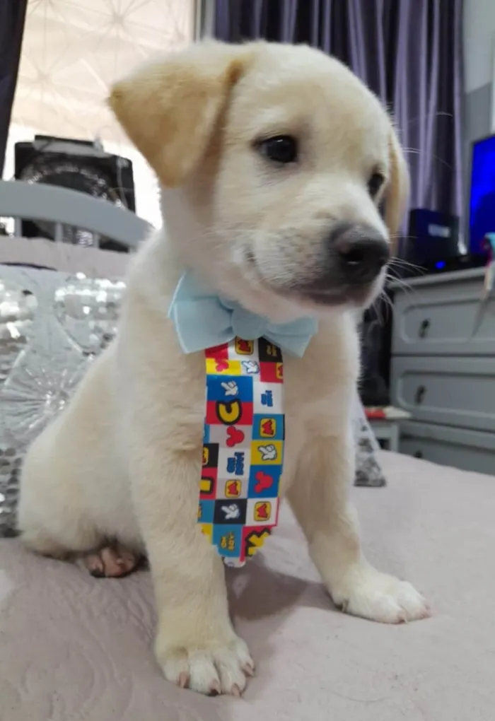 Cachorro ra a Srd idade 2 a 6 meses nome Pérola e bolt
