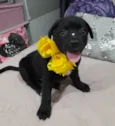 Pérola e bolt