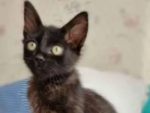 Gato raça Srd idade 2 a 6 meses nome Dark