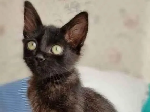 Gato ra a Srd idade 2 a 6 meses nome Dark