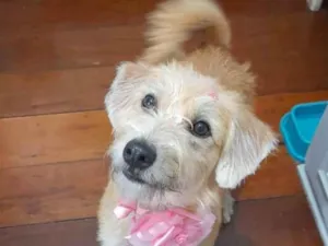 Cachorro raça Srd idade 1 ano nome Sol 