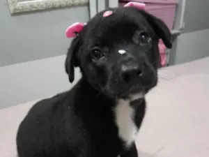 Cachorro raça Srd idade 2 a 6 meses nome Pérola e bolt