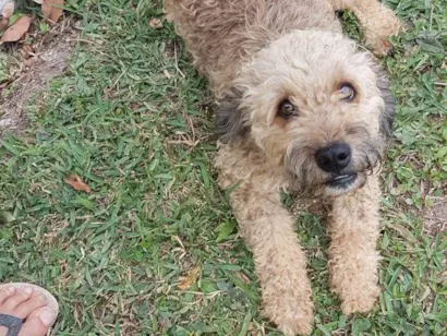 Cachorro raça Poodle  idade 5 anos nome BELA